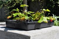 Royal Well | Kweekbak/Container 15 liter - thumbnail