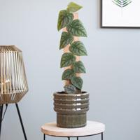 Monstera Dubia - P14 - thumbnail