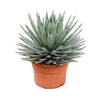 Agave macroacantha M kamerplant - thumbnail