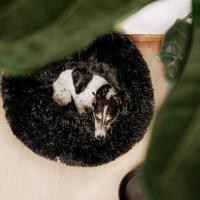 District 70 5340 kussen voor honden en katten Ovaal huisdierenbed - thumbnail