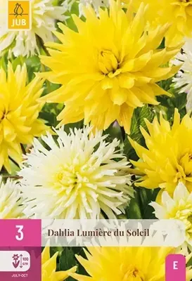 Bloembollen Dahlia Lumiere du Soleil 3st