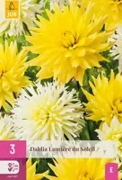 Bloembollen Dahlia Lumiere du Soleil 3st - thumbnail