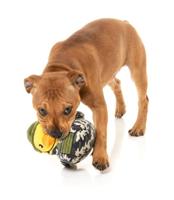 Fuzzyard duck commanduck pluche - thumbnail