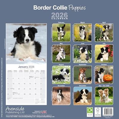 Border Collie Puppies Calendar 2026 Square Dog Puppy Breed Wall Calendar - 16 Month