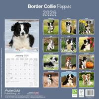 Border Collie Kalender Puppies 2026 - thumbnail