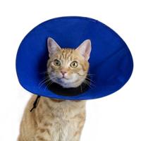 Lampenkap voor honden KVP EZ Soft Blauw (30-50 cm) - thumbnail