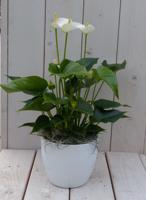Flamingoplant Anthurium wit in witte pot 40 cm Warentuin Natuurlijk - Warentuin natuurlijk - thumbnail