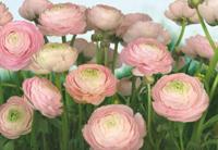 Noordwand Komar Colours Fotobehang Gentle Rose - 8-894 - thumbnail