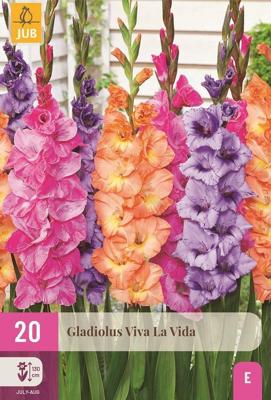 Gladiolen viva la vida mix Gladiolen viva la vida mix