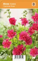 Stokroos (alcea rosea "Carmine Rose") zomerbloeier - 12 stuks - thumbnail
