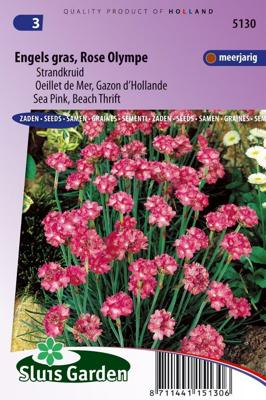 Armeria Maritima Splendens zaden Engels gras