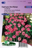 Armeria Maritima Splendens zaden Engels gras - thumbnail
