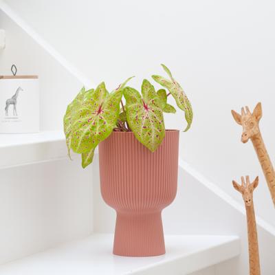 Caladium Miss Muffet - P13