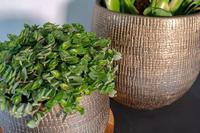 Bloempot Ryan Shiny Gold Ø22cm - thumbnail