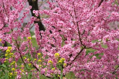 Fujifilm XF 55-200mm F/3.5-4.8 R LM OIS