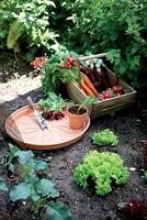 Elho Green Basics Plantenschotel Mild Terra Ø17cm - thumbnail