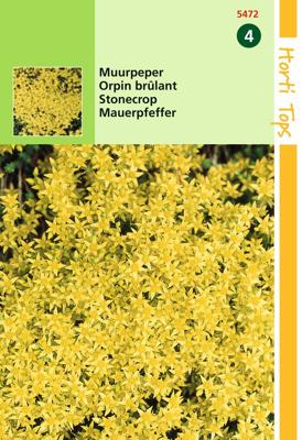 Zaden Sedum Muurpeper geel Hortitops - Hortitops