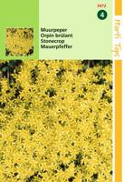 Zaden Sedum Muurpeper geel Hortitops - Hortitops - thumbnail