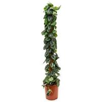 Scindapsus epipremnum pictus trebie mosstok 150 kamerplant - thumbnail