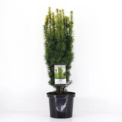 Taxus baccata david 50-60 cm Conifeer Venijnboom Warentuin Natuurlijk - Warentuin natuurlijk
