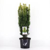 Taxus baccata david 50-60 cm Conifeer Venijnboom Warentuin Natuurlijk - Warentuin natuurlijk - thumbnail