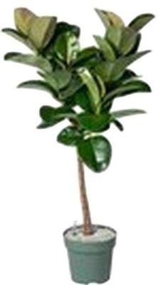 Ficus Makana - Sofia (Op Stam) Potmaat 27 H120-130 kamerplant Beautanic Lifestyle - Beautanic lifestyle