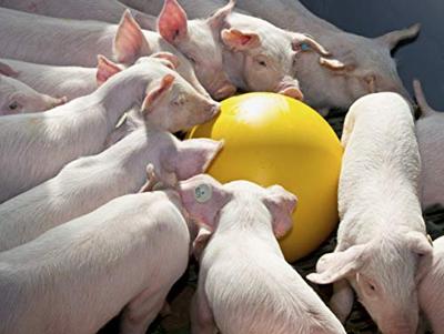 Anti Stress Bal voor varkens 30 cm