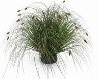 Kattestaart mini 55 cm Hortus - Hortus - thumbnail