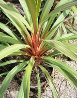 Cordylina - thumbnail