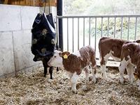 Kerbl Hooizak zwart maat:groot - thumbnail