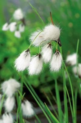 2 stuks! Eriophorum angustifolium potmaat P9 Veenpluis Moerings - Moerings 2 stuks! Eriophorum angustifolium potmaat P9 Veenpluis Moerings - Moerings