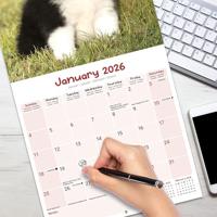 Puppies Kalender 2026 - thumbnail