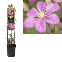 Klimplant Clematis Comtesse de Bouchaud - Roze Bosrank 120cm - thumbnail