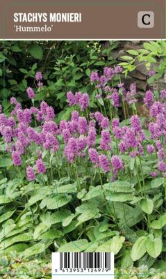 Vips Stachys monieri Hummelo - Andoorn