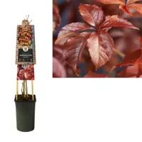 Klimplant Parthenocissus quinquefolia - Vijfbladige Wingerd - thumbnail