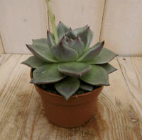 Echerveria Sirius Viridi kamerplant Warentuin Natuurlijk - Warentuin natuurlijk - thumbnail