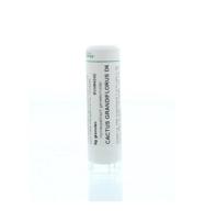 Homeoden Heel Cactus grandiflorus D6 6 Gram - thumbnail