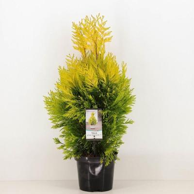 Thuja plicata 4ever goldy Conifeer Reuzenlevensboom Warentuin Natuurlijk - Warentuin natuurlijk