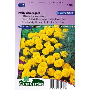 Tagetes Patula zaden Petite Yellow afrikaantje Tagetes Patula zaden Petite Yellow afrikaantje