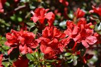 Japanse Azalea - thumbnail