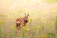 Tuinschilderij hertje 130x70cm brn Customize-it - Customize it - thumbnail