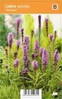 V.I.P.S. Liatris spicata ''Floristan'' - lampepoetser p9 - thumbnail