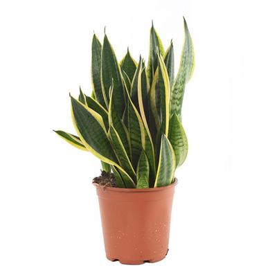 Sansevieria laurentii - Vrouwentong - P21 Sansevieria laurentii - Vrouwentong - P21