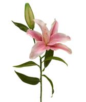 Lelie kunsttak Deluxe 55 cm roze - thumbnail