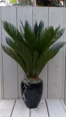 Palmvaren Vredespalm in hoge zwarte/antraciete pot 55 cm Warentuin Natuurlijk - Warentuin natuurlijk