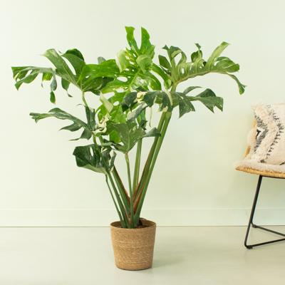 Monstera Thai Constellation - P 15 cm