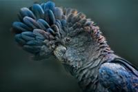 Schilderij - Kaketoe , 2 maten, Premium print - thumbnail