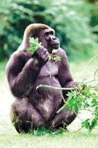 Animal Essences Gorilla 30 Milliliter Animal Essences Gorilla 30 Milliliter