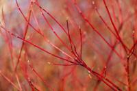 Rode Kornoelje - thumbnail