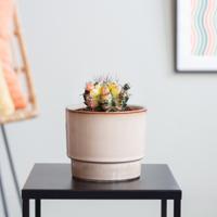 Gymno Variegata Cactus - P6,5 - thumbnail